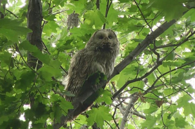 В Самарской области в гнездовьях для сов появились птенцы
