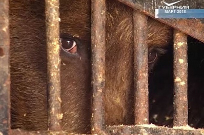 У оставленных на улице медведей из Куйбышевского района появился дом