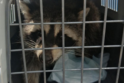 В Тольятти спасли енота, застрявшего в подвале жилого дома
