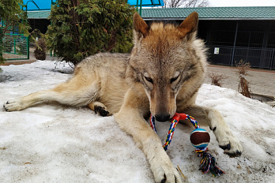 Самарцев попросили подарить игрушки животным из зоопарка