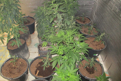 В Самарской области уничтожили плантацию культивируемой конопли