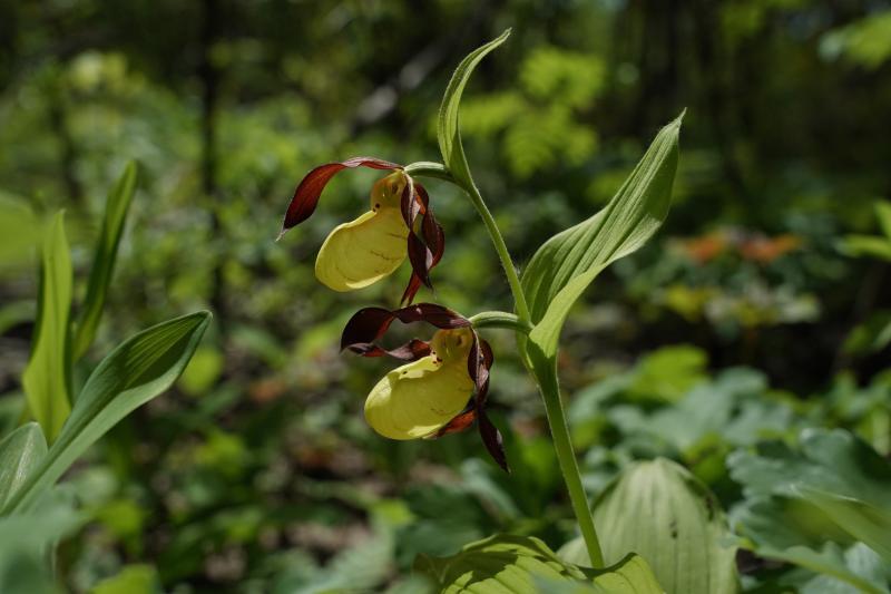 Права дольщиков, новый бассейн и краснокнижные растения: читайте в свежем номере "Волжской коммуны" 15 мая