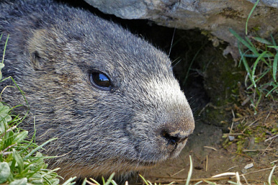 Самарцы не будут охотиться на сурков