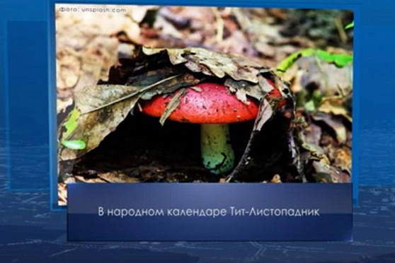 Тит Листопадник. Календарь Губернии от 7 сентября