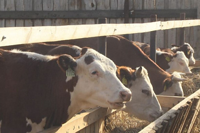 Жительница Богатовского района выиграла грант как начинающий фермер