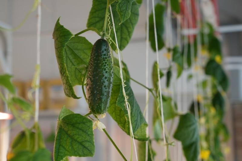 Стало известно, как в Самарской области фермеры создают экологичные продукты