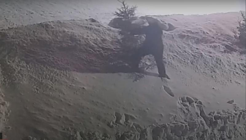 В Самарской области мужчина ножом спилил ель в центре села, чтобы подарить другу