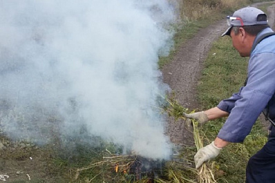 Цвела и пахла: в Отрадном сожгли метровые кусты конопли