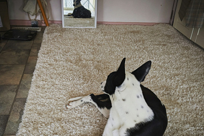 Стало известно, узнают ли себя в зеркале собаки