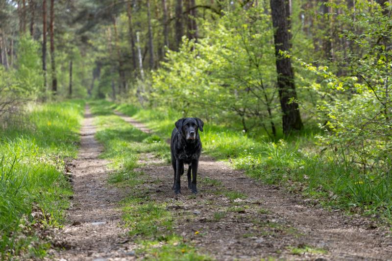 В Самаре прокуратура проверит информацию о скоплении собак у детсада № 249