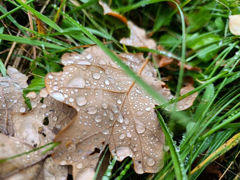 В Самарской области 23 октября ожидается еще один дождливый день