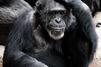 Гинцбург: приматы не имеют никакого отношения к оспе обезьян