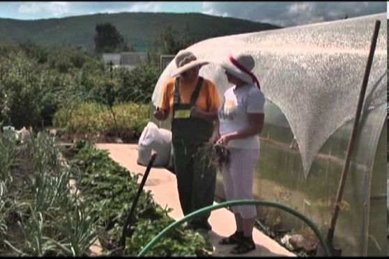 Дачные советы 01.08.2013 