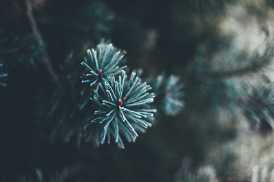 Тольяттинцы смогут сдать засохшие елки