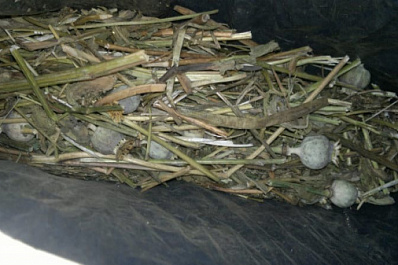 Мефедрон, героин и опасные растения: самарские полицейские рассказали, чем закончилась акция по борьбе с наркотиками