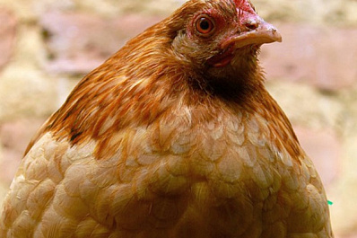 Социальный контракт помог жительнице Кинель-Черкасского района расширить свое хозяйство 