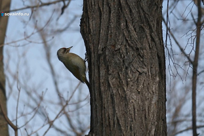 В Самаре отметили Международный день птиц