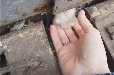 Видео: владелец гаража в Новокуйбышевске оставил кота умирать в ловушке