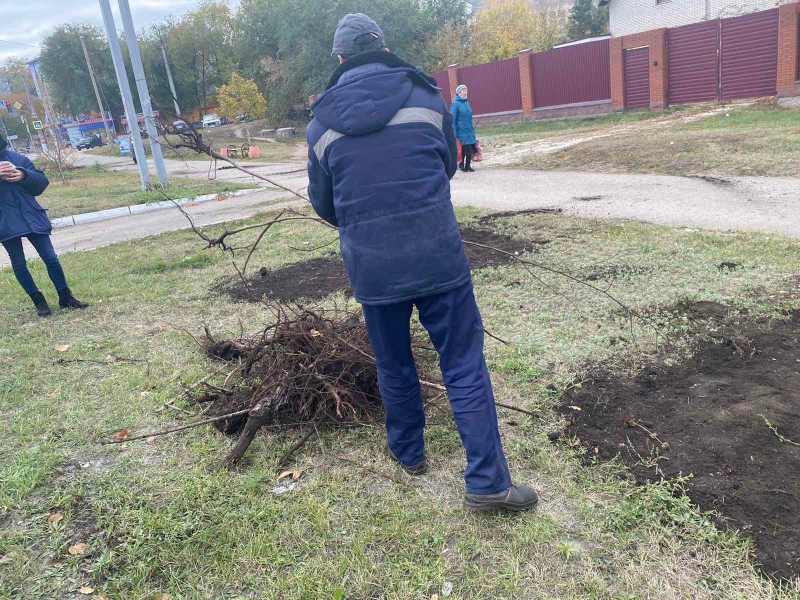 В Новокуйбышевске высадили 750 кустов кизильника