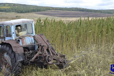 В Сергиевском районе уничтожили "сотку" конопли