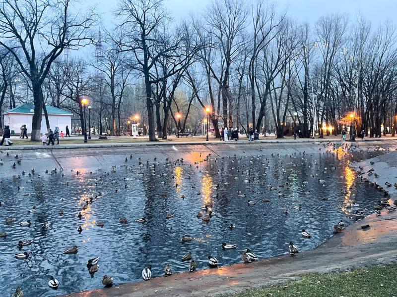 В Самаре в парке Гагарина заметили нашествие уток