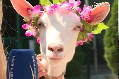 Самарский оракул коза Забияка предсказала исход встречи Дания - Австралия