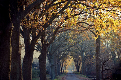 В Самарской области последний осенний месяц будет теплее обычного