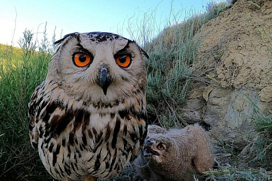 В региональном Минлесхозе рассказали о жизни пернатых хищников в урочище Мулин Дол