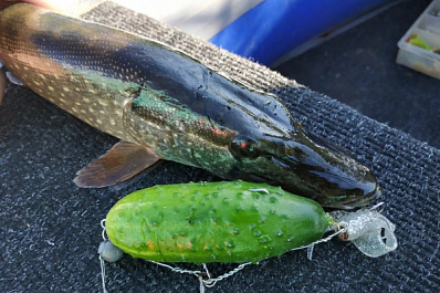 В Самаре рыбак выловил пару щук на огурец