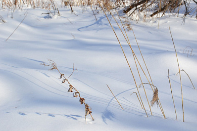 В Самарской области прогнозируют аномально жаркий январь
