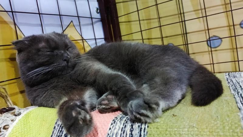 Петербуржца, сбросившего кошку Мусю со скалы, держат под наблюдением врачей