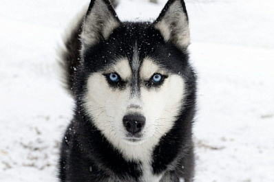 Волонтеры спасли раненного и брошенного в лесу хаски 