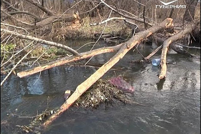 В Сызрани незаконно вырубают деревья