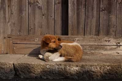 В Самаре нашли подрядчика для отлова 2294 бродячих собак