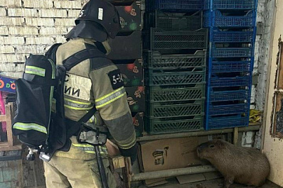 Пожар охватил 8 "квадратов" клетки с капибарами