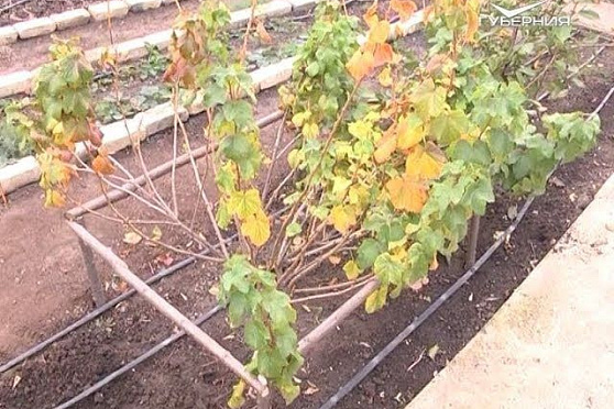 Подготовка сада к зиме. Дачные советы от 25.10.2018