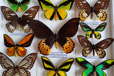 Древнее динозавров: в Самаре оцифруют одну из крупнейших в России коллекций бабочек, собранную профессором Сергеем Сачковым