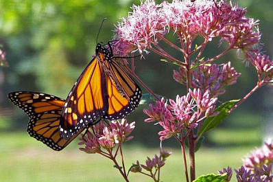 Уполномоченный по правам человека в Самарской области приглашает на экологический прием 