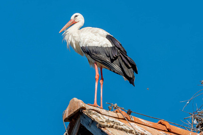Эксперты рассказали о состоянии аиста, пережившего зимовку