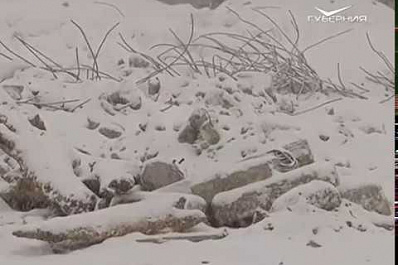 Жители Самары через Твиттер главы региона добились рассмотрения вопроса о законности раскопки Барбошиной поляны