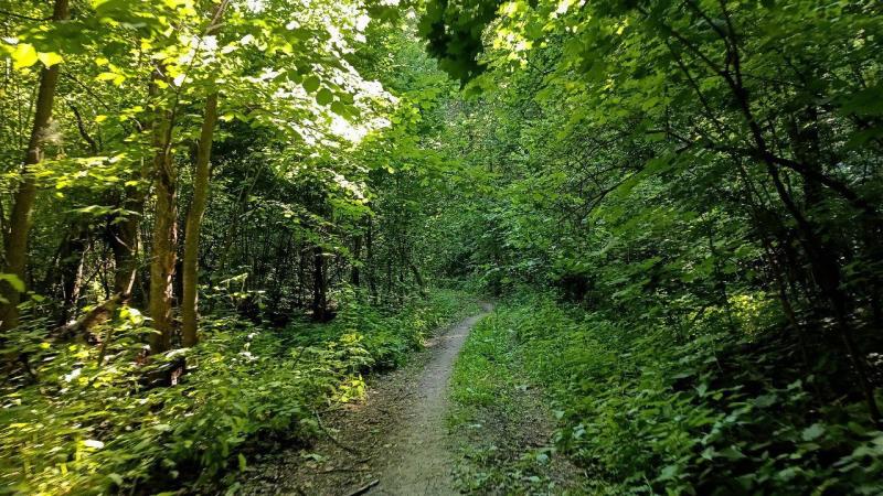 Ушел за ягодами: пенсионер провел несколько дней в лесу 