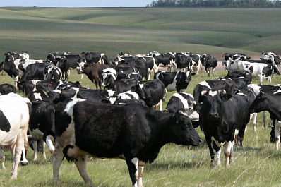 Сельчане Самарской области смогут получить гранты на развитие фермы и хозяйства