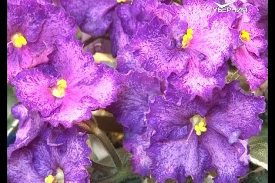 Азбука потребителя 01.02.2016