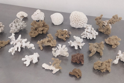 В Курумоче у пассажирки рейса Дубай - Самара таможенники изъяли редкие виды кораллов