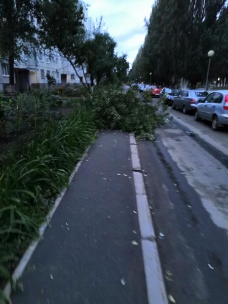 В Тольятти во время урагана дерево упало на припаркованные автомобили