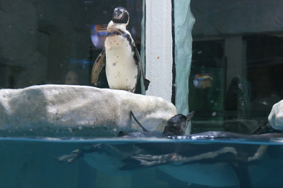 Видео: в самарском океанариуме пингвиненка научили плавать