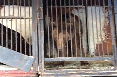 На окраине Самары нашли четырех измученных медведей