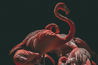 На Алтае спасли двух потерявшихся фламинго