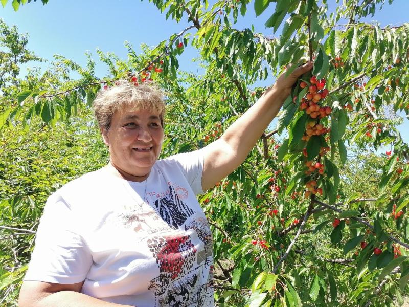 ООО "Садовод" расширяет ассортимент плодовых культур
