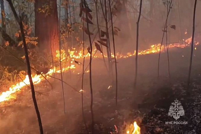 Почти 300 га леса уничтожил огонь в Сызранском районе